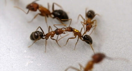 Carpenter Ants Possess The Ability To Perform Life Saving Amputation Surgery