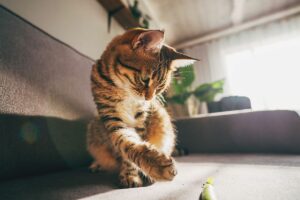Cats Manipulate Humans With Their Purring