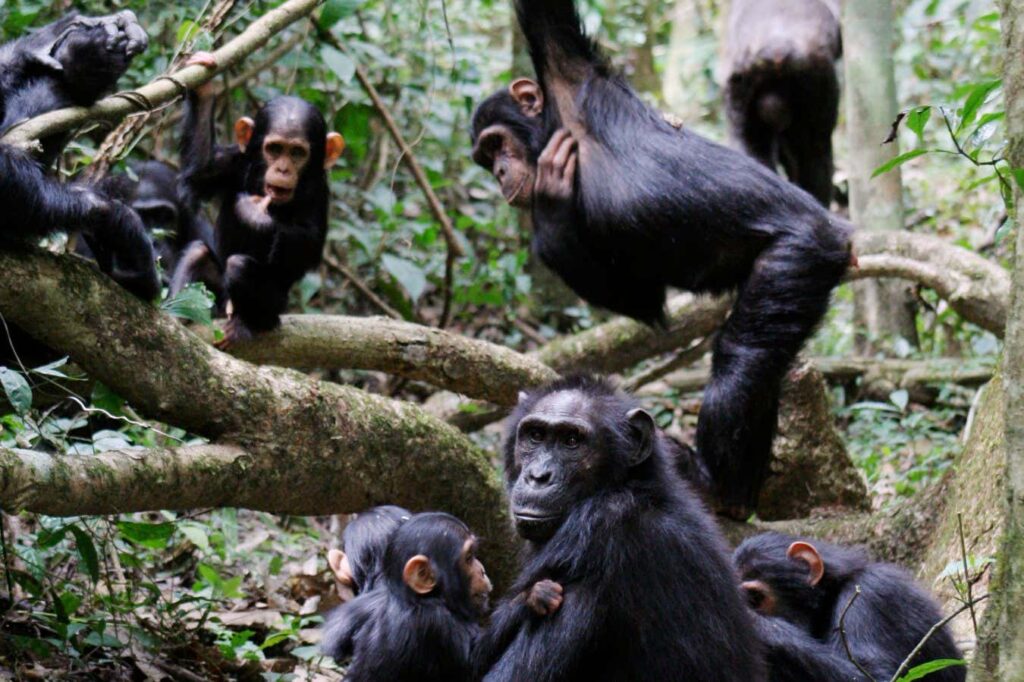 Chimpanzees Communicate With Each Other At A Speed Comparable To