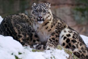 Denisovans From The Ancient Past Hunted Snow Leopards In Tibet.