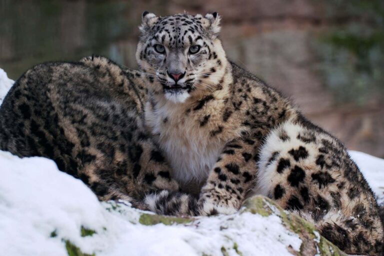 Denisovans from the ancient past hunted snow leopards in Tibet. Denisovans From The Ancient Past Hunted Snow Leopards In Tibet.