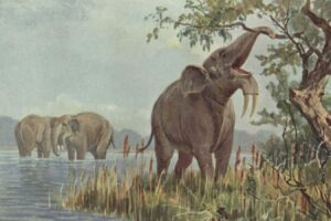 Elephants Were Targeted By Early Humans 1.8 Million Years Ago