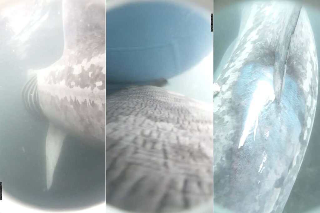 Footage Of Boat Colliding With Basking Shark Caught On Film.