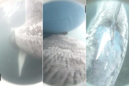 Footage Of Boat Colliding With Basking Shark Caught On Film.