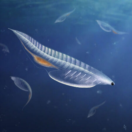 Fossil Of Cambrian Long Tailed Chordate Discovered In Utah