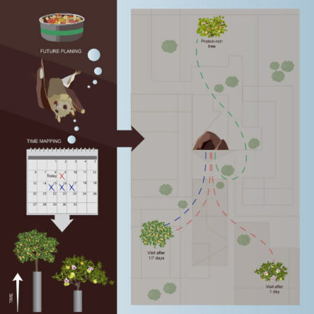 Fruit Bats Demonstrate Episodic Memory And Mental Time Travel Capabilities,