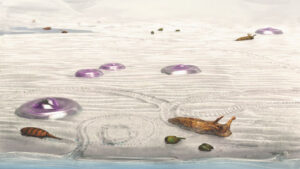 Land Animals Evolved In Warm Tidal Nursery Ponds 500 Million