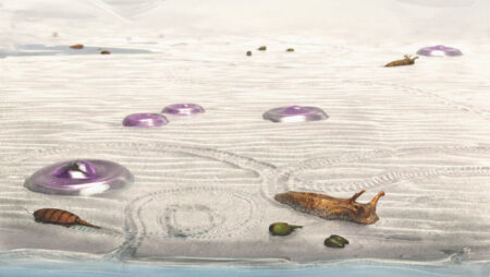 Land Animals Evolved In Warm Tidal Nursery Ponds 500 Million