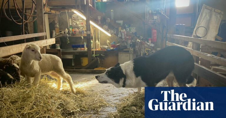 Mark Aitken Captures Collie's Struggle To Herd Lambs In Stunning
