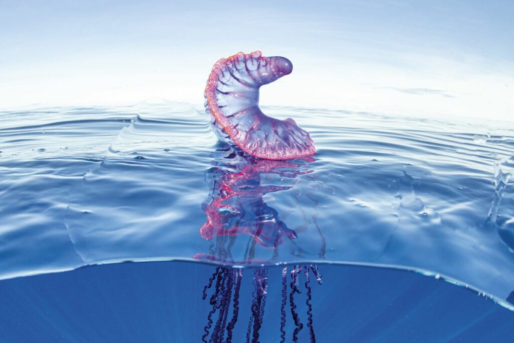 Meeting The Wind Powered Sea Monster With 30 Metre Tentacles: Nature's Most