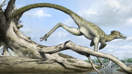 Mongolia Unveils New Avian Dinosaur Discovery