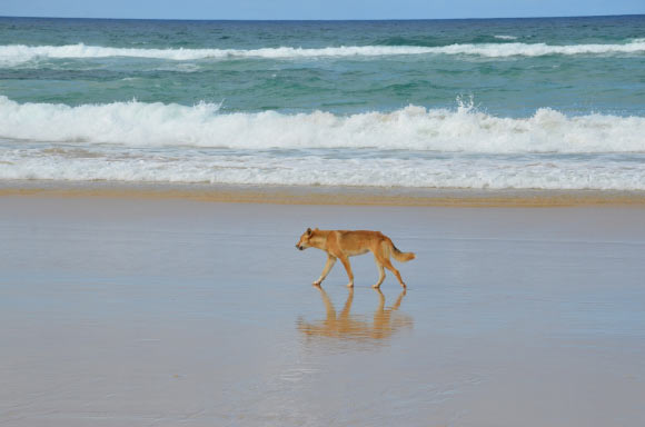 New DNA research reveals insights into the ancient ancestry of Australia’s dingoes New Dna Research Reveals Insights Into The Ancient Ancestry Of