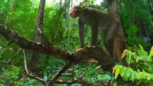 New Study Suggests Early Primates Gave Birth To Twins