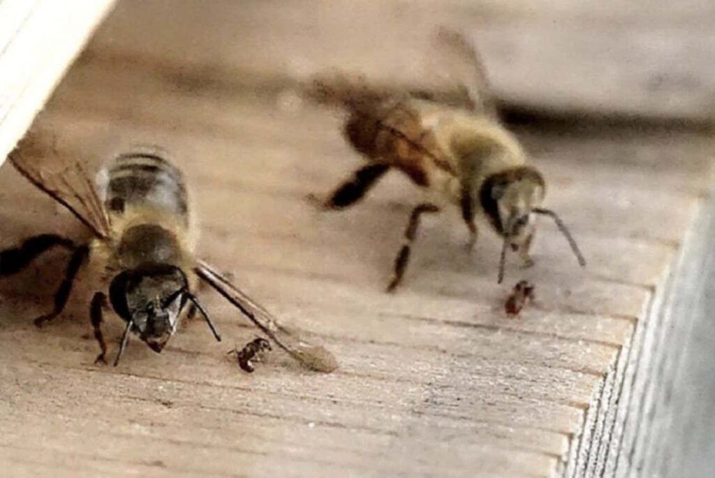Observing Bees Protect Their Nest By Using Their Wings To