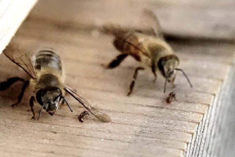 Observing bees protect their nest by using their wings to ward off ants Observing Bees Protect Their Nest By Using Their Wings To