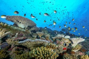 One Controversial Proposal To Save Coral Reefs: Replace Them With