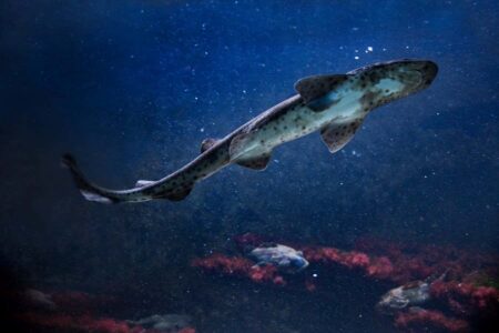 Over 100 Shark Species At Risk Of Drastic Population Declines