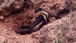 Rare Amazonian Weasel Spotted On Camera In Bolivia