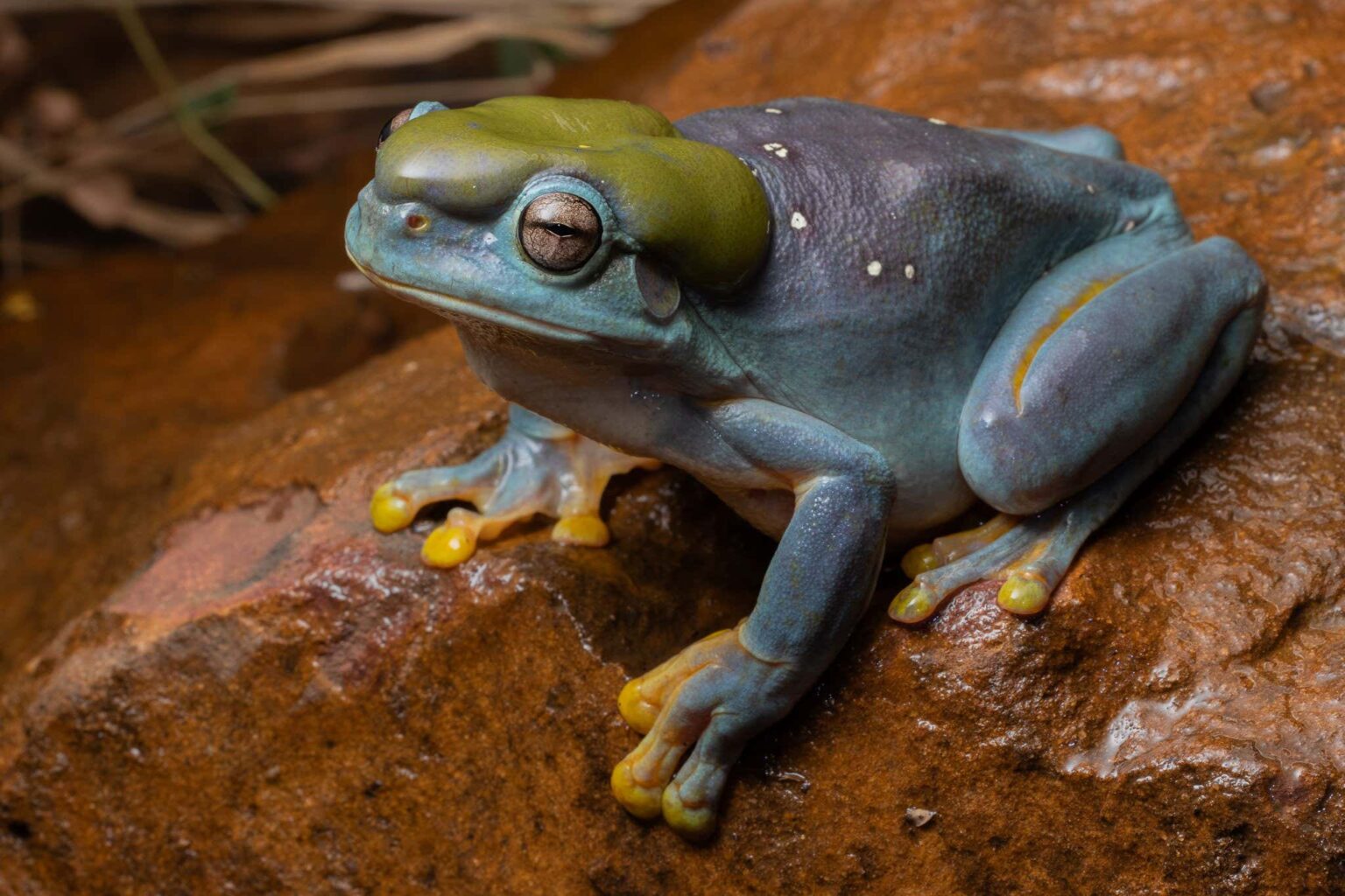 Rare Genetic Mutation Results In Stunning Blue Skinned Frog