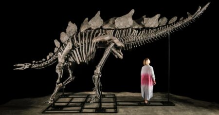 Record-breaking auction sees Stegosaurus skeleton sold for $44 million Record Breaking Auction Sees Stegosaurus Skeleton Sold For $44 Million