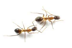 Research Reveals That These Ants Possess The Remarkable Ability To