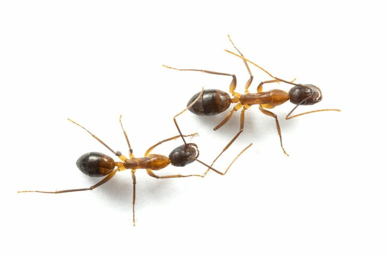 Research reveals that these ants possess the remarkable ability to perform life-saving emergency surgery on one another Research Reveals That These Ants Possess The Remarkable Ability To