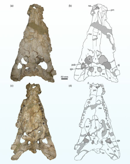 Researchers Find Previously Unknown Species Of Prehistoric Crocodile