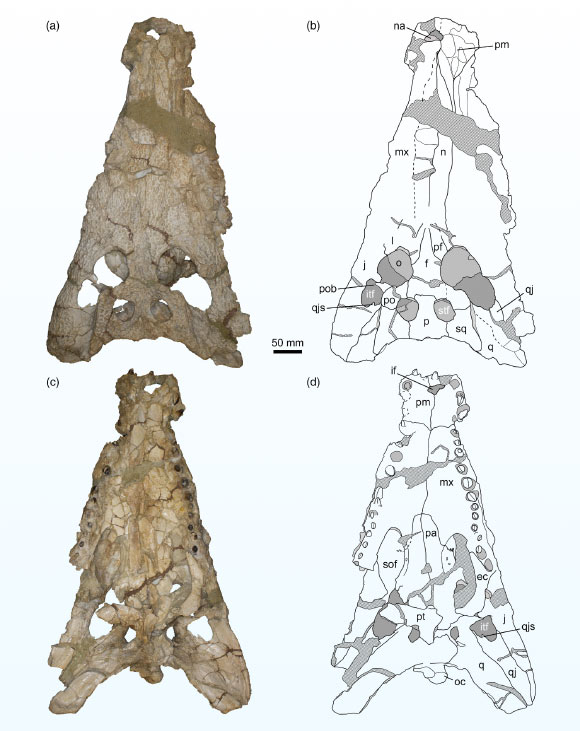 Researchers find previously unknown species of prehistoric crocodile Researchers Find Previously Unknown Species Of Prehistoric Crocodile