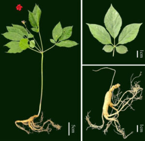 Scientists Decipher The Ginseng Genome
