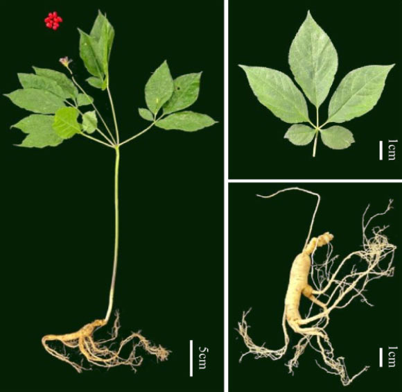 Scientists decipher the ginseng genome Scientists Decipher The Ginseng Genome