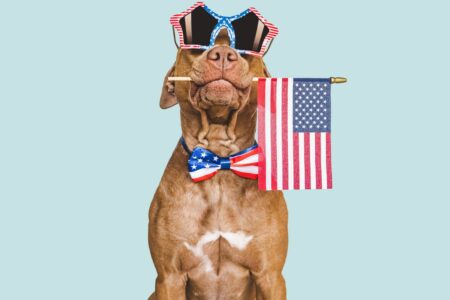 Simple Tips From Professionals To Soothe A Stressed Dog On