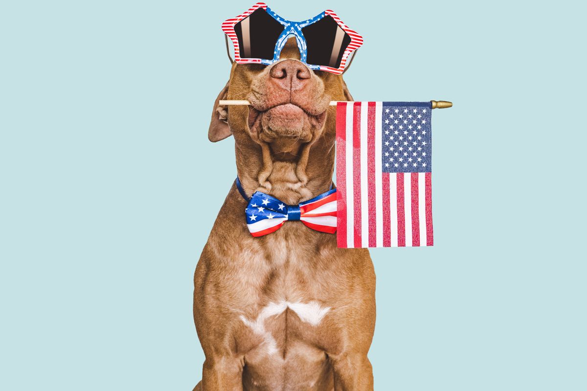 Simple Tips From Professionals To Soothe A Stressed Dog On