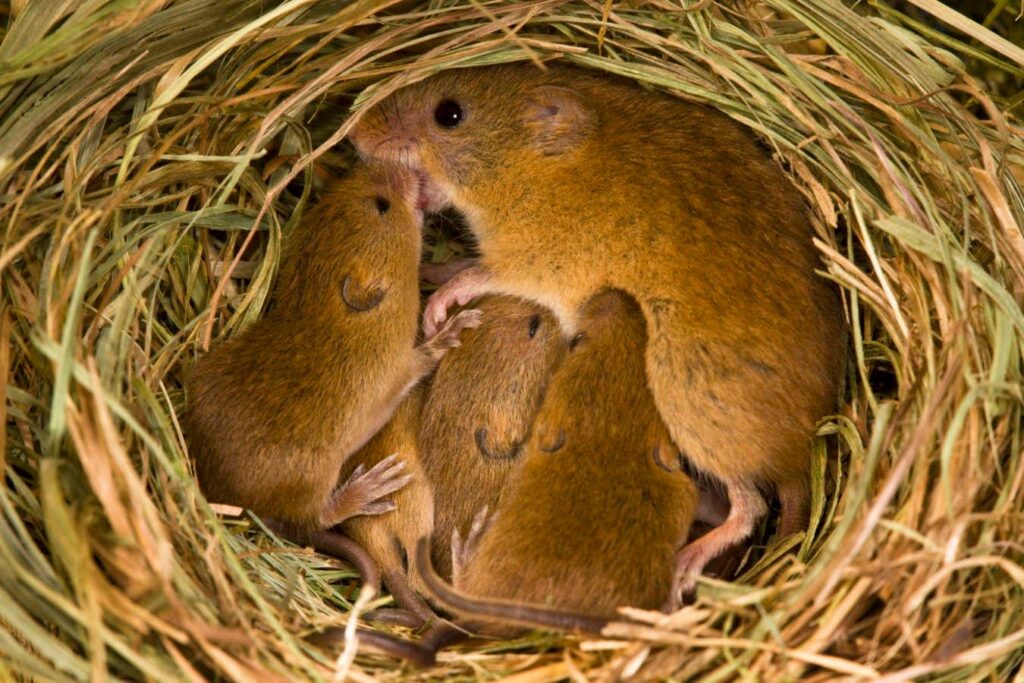 Specific Brain Cells Elucidate The Maternal Soothing Influence