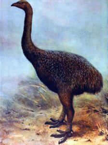 The Former Moa Refuge Now Shelters New Zealand's Surviving Flightless