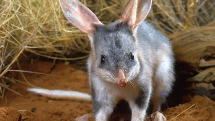 The genomes of the greater bilby and the kobilby were sequenced by researchers The Genomes Of The Greater Bilby And The Kobilby Were