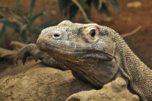 The Teeth Of Komodo Dragons Are Coated With Iron.