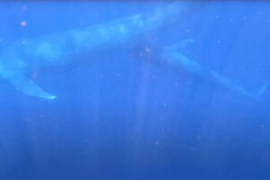 Video Captured Of Blue Whale Mother Nursing Her Calf For
