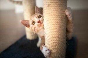 Why Cats Scratch Your Furniture And How To Prevent It