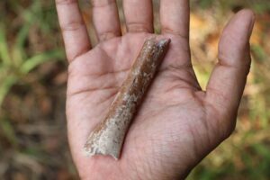 Ancestors Of Indonesian Hobbits Could Have Been Even Tinier