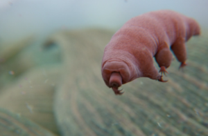Can Tardigrades Survive On Mars?