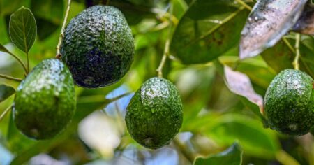 Connection Between U.s. Company Demand For Avocados And Mexico's Deforestation