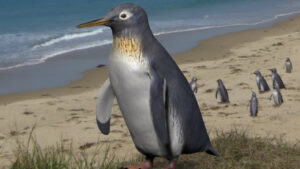 Discovery Of Ancient Dwarf Penguin "pacdiptes Hakataramea" In New Zealand
