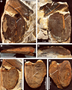 Discovery Of Giant Fossil Legume Seed From Extinct Plant In