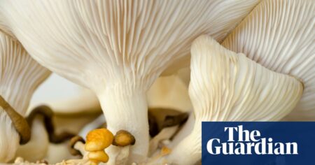 Dyson reveals the mystical properties of mushrooms in combating frizzy hair | Dyson Ltd Dyson Reveals The Mystical Properties Of Mushrooms In Combating Frizzy