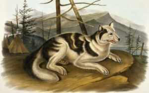 Evidence Of Indigenous Canines In Jamestown Colony During The 17th