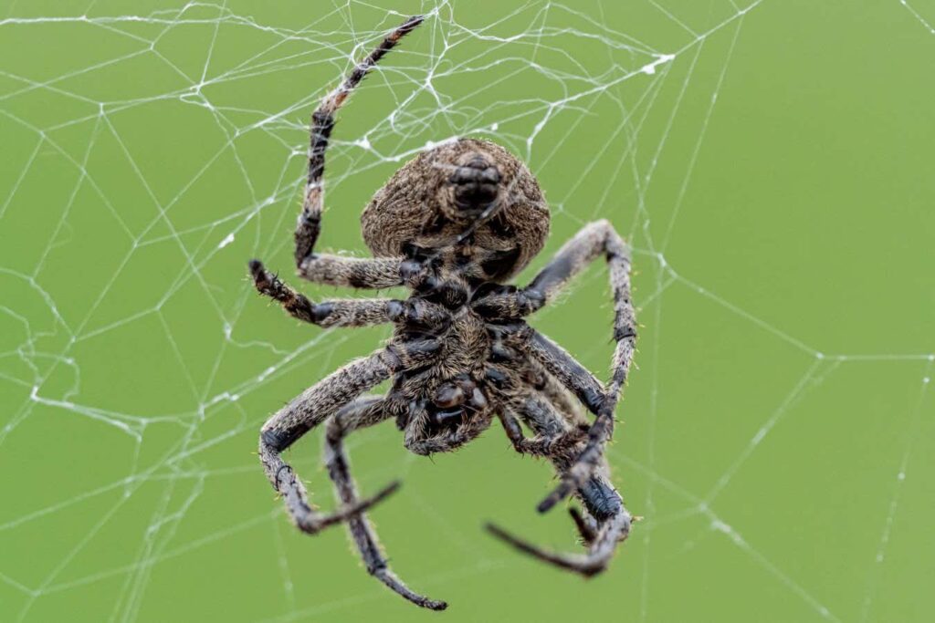 Fireflies Used As Bait By Spiders To Attract More Prey