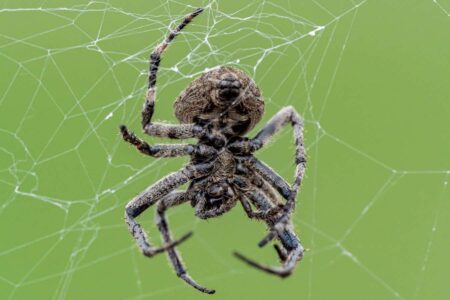 Fireflies Used As Bait By Spiders To Attract More Prey