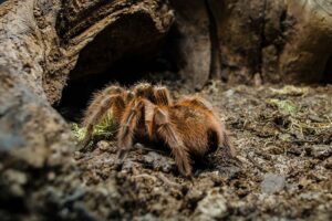Get Ready For An Influx Of Tarantulas In The Us: