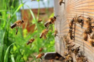 Harnessing Clues From Honey To Address Biodiversity's Greatest Challenges