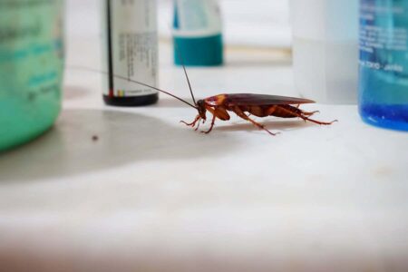 Insecticides are ineffective for eradicating cockroaches in commercial settings. Insecticides Are Ineffective For Eradicating Cockroaches In Commercial Settings.